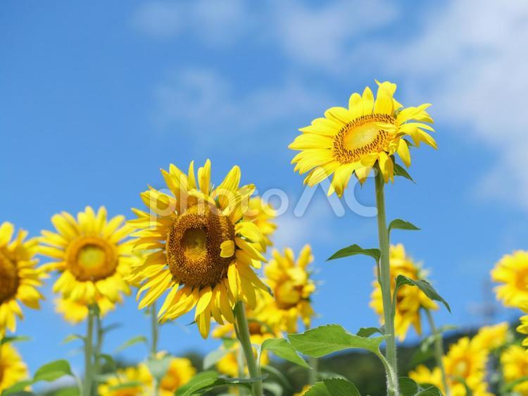 ひまわりの花と青空 ひまわり,ヒマワリ,向日葵の写真素材
