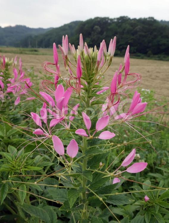 蝶が舞うような花　クレオメ　ピンク クレオメ,風蝶草,西洋風蝶草の写真素材