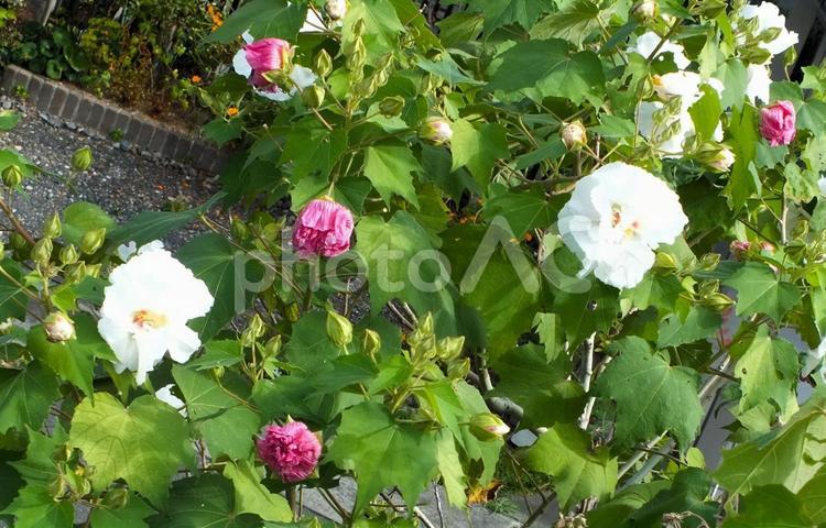 酔芙蓉　咲き終わるとピンク 酔芙蓉,花,白い花の写真素材