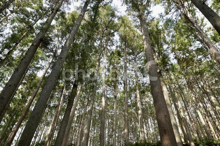 杉林を下から仰ぎ見る 杉林,杉,林の写真素材