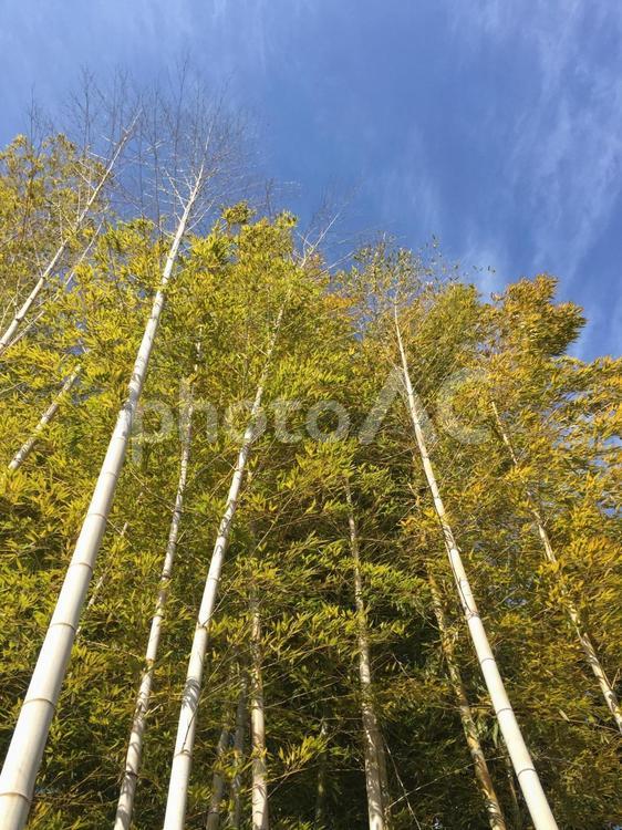 竹林で見上げる青空 竹林,竹,青竹の写真素材