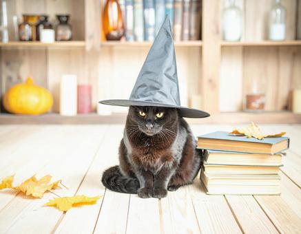 魔女の猫 魔女の猫の写真
