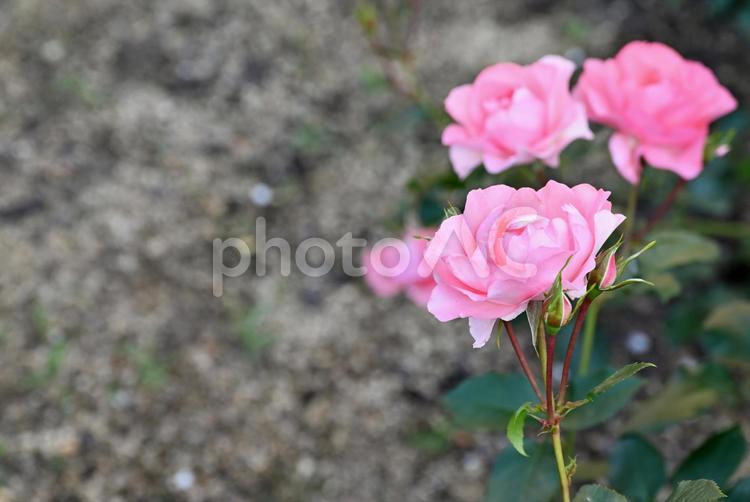 明るいピンクのバラとコピースペース 薔薇,バラ,ピンクの写真素材