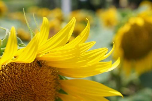 ヒマワリの黄色い花びら② ヒマワリの黄色い花びら②の写真