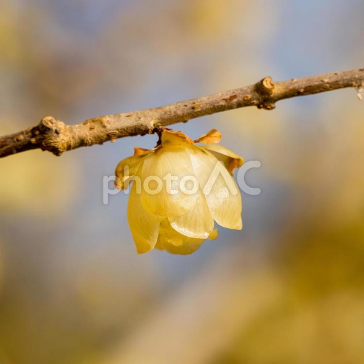 花の丘公苑の梅林（蝋梅） うめ,ロウバイ,黄色の写真素材