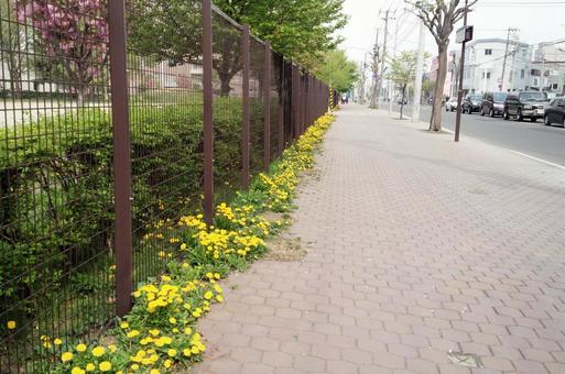 たんぽぽが咲く道 たんぽぽ,タンポポ,春の花の写真素材