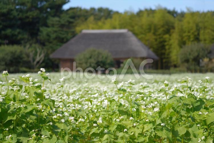ソバの白い花と茅葺屋根の家屋 ソバ,ソバの花,白い花の写真素材
