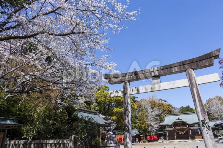 巴江神社の桜2（田原市） 巴江神社,田原市,背景の写真素材
