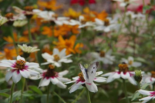 白い花にとまる白い蝶 蝶,花,秋の写真素材