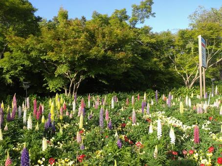 春の花壇 春の花壇 自然,花壇,庭の写真素材