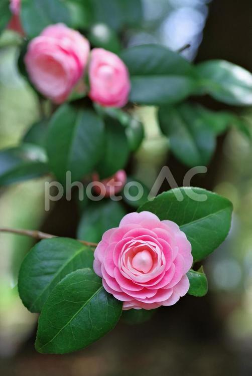 乙女椿　おとめつばき　オトメツバキ　椿 乙女椿,おとめつばき,camelliaの写真素材