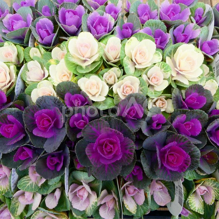 ミニ葉牡丹　たくさん 花,葉牡丹,ミニ葉牡丹の写真素材