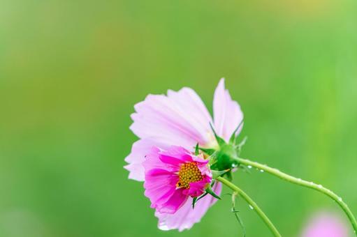 雨上がりのコスモスの花 雨上がりのコスモスの花 コスモス,花,雫の写真素材