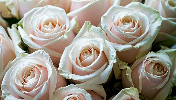 薔薇 薔薇の写真