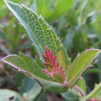 バーベナ バーベナ,花,花びらの写真素材