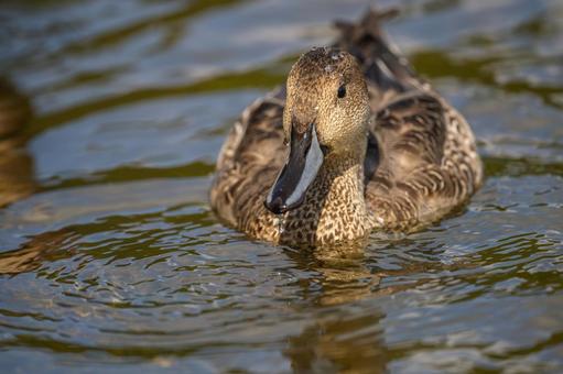 池を泳ぐオナガガモ 池を泳ぐオナガガモの写真