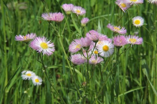 ハルジオン・春紫苑の咲く風景 フラワー,舌状花,淡紅色の写真素材