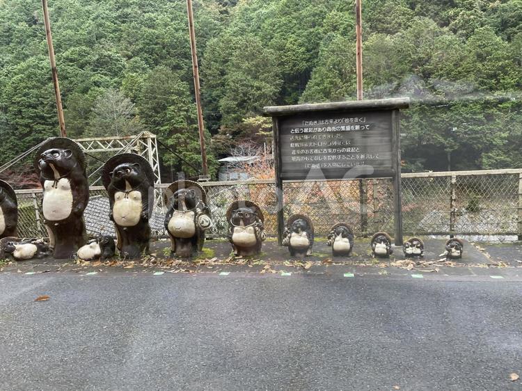 嵐山トロッコ電車保津峡駅のたぬき勢ぞろい 嵐山,保津峡駅,たぬきの写真素材