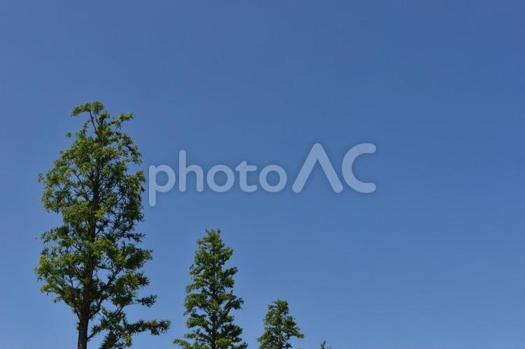 青空と木のイメージ 青空,木,新緑の写真素材