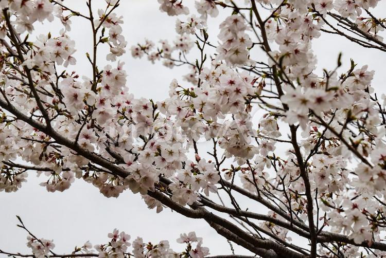 大村公園の桜 桜,桜の花,櫻の写真素材