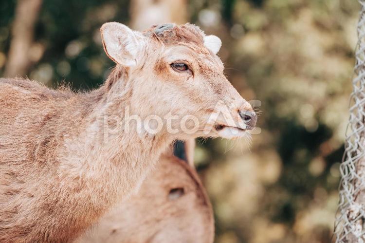 今日は観光客が多いです 鹿,野生動物,動物の写真素材