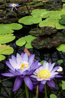 鮮やかな紫色の熱帯睡蓮と斑入りの葉 睡蓮,スイレン,花の写真素材