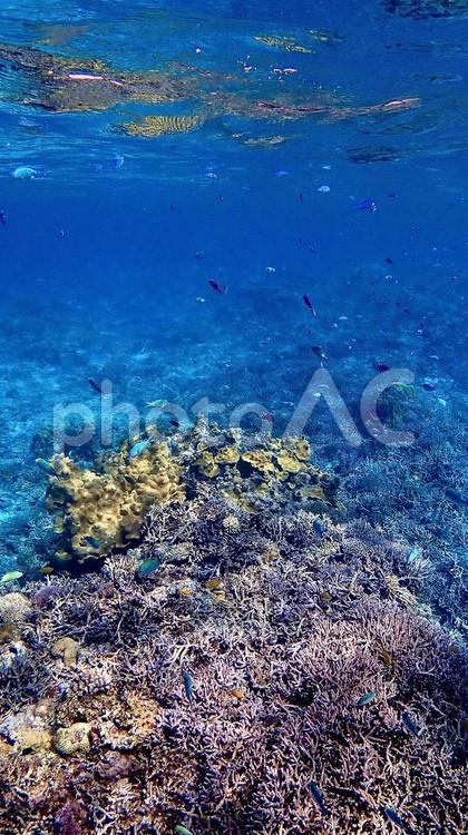 沖縄県慶良間諸島の珊瑚礁が豊富な海 サンゴ礁,サンゴ,珊瑚の写真素材