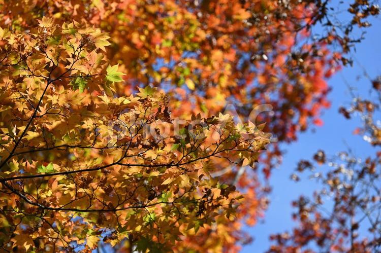 紅葉・秋のイメージ：背景素材テクスチャ 紅葉,秋,もみじの写真素材