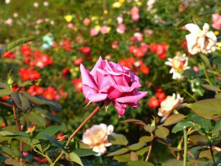 色とりどりの花壇の中に咲くピンクのバラ バラ,花,植物の写真素材