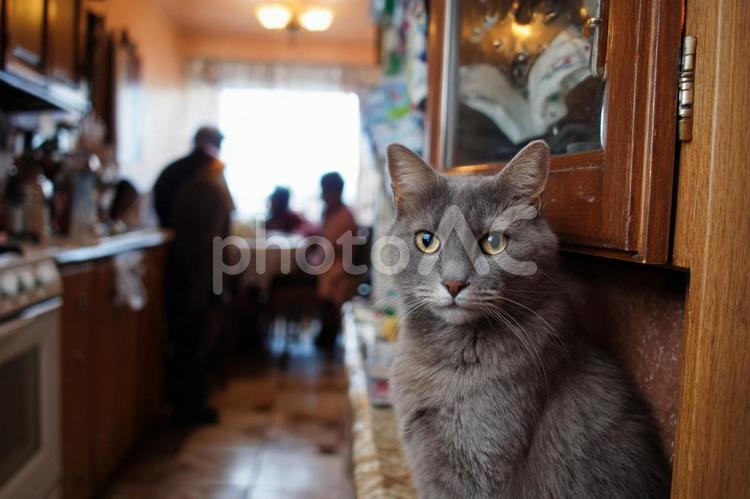 家の中の猫 猫,家,ペットの写真素材