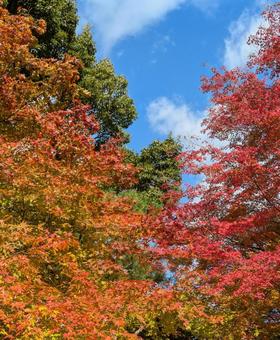 もみじ　紅葉 もみじ,黄色,京都の写真素材