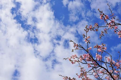 ＜春のイメージ＞青空と梅の花 梅,花,梅の花の写真素材