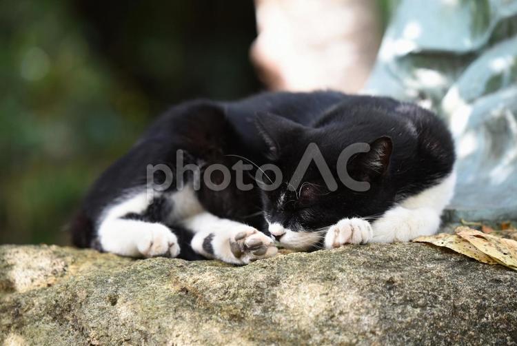 銅像の側で寝ている黒白猫2 猫,ネコ,黒白の写真素材