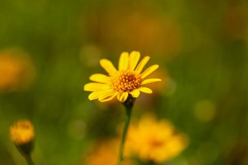 Yellow daisy, JPG