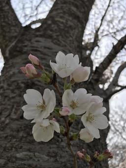 花見 花見の写真