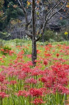 中央の木立と一面に咲き誇る赤い彼岸花 中央の木立と一面に咲き誇る赤い彼岸花 彼岸花,曼珠沙華,花畑の写真素材
