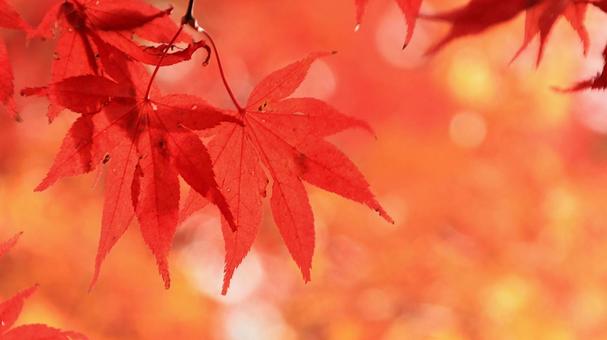 秋の紅葉 湖東三山金剛輪寺 秋の紅葉 湖東三山金剛輪寺 紅葉,秋,金剛輪寺の写真素材