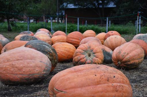 Pumpkin, JPG Pumpkin, JPG