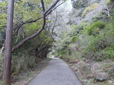 鋸山の山道|マイナスイオンで気持ちいい2 鋸山の山道|マイナスイオンで気持ちいい2 誰もいない,風景,空の写真素材