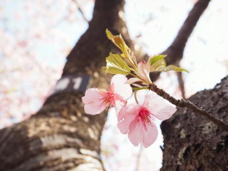 小さい桜みーつけた! 小さい桜みーつけた!の写真