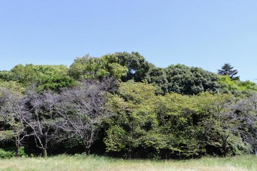 応神天皇陵 古市古墳群 大阪府羽曳野市 応神天皇陵 古市古墳群 大阪府羽曳野市 応神天皇陵,古墳,古市古墳群の写真素材