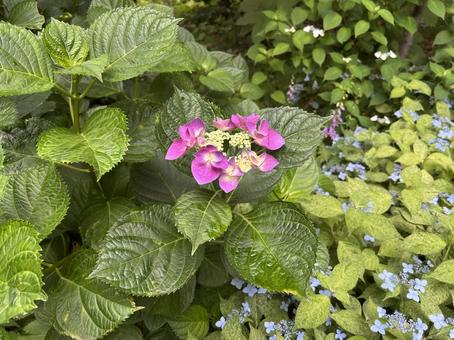 咲き始めの紫陽花 咲き始めの紫陽花の写真