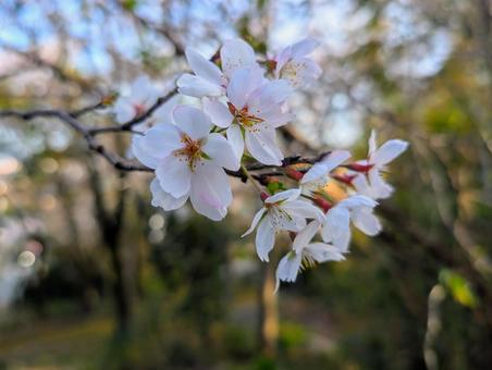 Photo, sakura, spring, pink, 