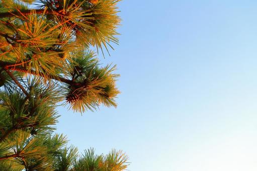 夕方の空　松の木 松の木,松ぼっくり,夕焼けの写真素材