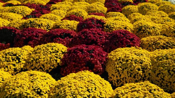 秋の厚木市飯山・菊畑の花文字(神奈川県) 秋の厚木市飯山・菊畑の花文字(神奈川県) 秋,菊,花の写真素材