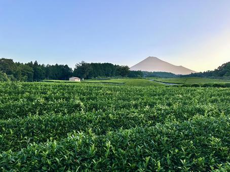 静かな朝の茶畑から見る夏の富士山 静かな朝の茶畑から見る夏の富士山の写真