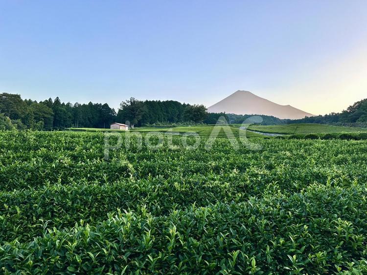 静かな朝の茶畑から見る夏の富士山 富士山,茶畑,お茶の写真素材