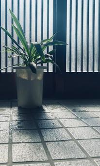 青年の木 青年の木 ユッカ,玄関,グリーンの写真素材