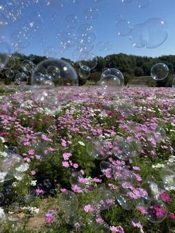 コスモスとシャボン玉 コスモス,シャボン玉,青空の写真素材