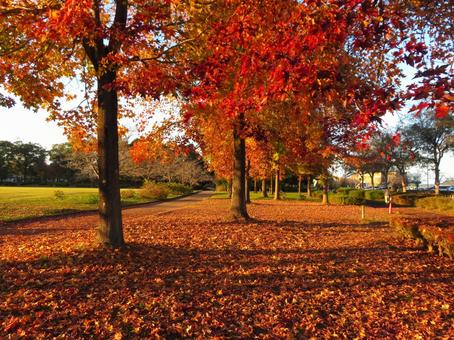 晩秋の公園（夕暮れ）の写真
